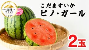 こだますいか 「 ピノ・ガール 」 2玉 2026年産 先行予約 筑西ブランド こだまスイカ 小玉スイカ すいか スイカ フルーツ 果物 [AF005ci]