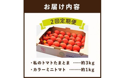 【限定出荷】"たまとま"＋カラーミニトマト(約4kg)[定期便2回]《 野菜 トマト ミニトマト カラートマト 定期 定期便 2回 送料無料 おすすめ 美味しい セット とまと ふるさと納税 》【2403C12103】