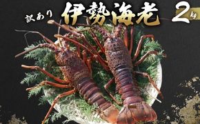 活 伊勢海老 訳あり 2kg(5尾～7尾＋タビエビ) 冷蔵 – 活き伊勢海老 訳あり 室戸産 国産 エビ えび 海鮮 魚介 産地直送 プリプリ 味噌汁 刺身 焼き物 汁物 室戸海洋深層水 黒潮 高知県 室戸市