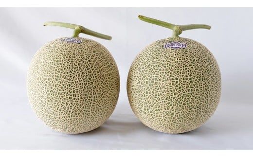 完熟 特大 アールスメロン １玉 2026年産 先行予約 メロン マスクメロン 青肉 果物 フルーツ 茨城県産 期間限定 数量限定 [AF087ci]