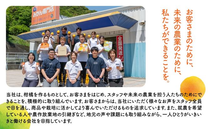 【先行予約】産地直送！愛媛県産甘平 3kg（訳あり）（2027年1月下旬より発送予定） IKTF020
