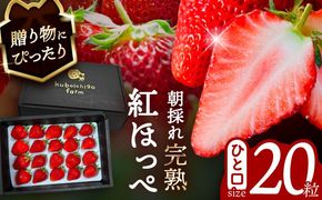 【先行予約】 ＼毎年12月より順次発送／ 紅ほっぺ 20粒 いちご 果物 フルーツ 愛西市 / くぼ苺農園 【配達不可：北海道・沖縄・離島】[AECJ009]