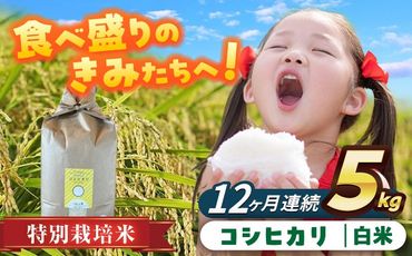 【12回定期便】特別栽培米　コシヒカリ　白米　5kg　お米　精米　愛西市／株式会社戸倉トラクター[AECS024]