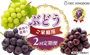 ぶどう 2026年 先行予約 ご家庭用 2回 定期便 ピオーネ オーロラブラック シャインマスカット ブドウ 葡萄 岡山県産 国産 フルーツ 果物 ギフト OEC KINGDOM ぶどう家 果物類