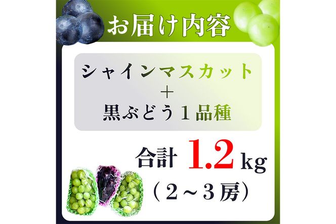 田園紳士厳選 シャインマスカット・黒葡萄セット 黒葡萄 セット 詰め合わせ ふるさと納税 シャインマスカット ふるさと納税 フルーツ セット 新鮮 国産 果実 くだもの 送料無料　DE00143
