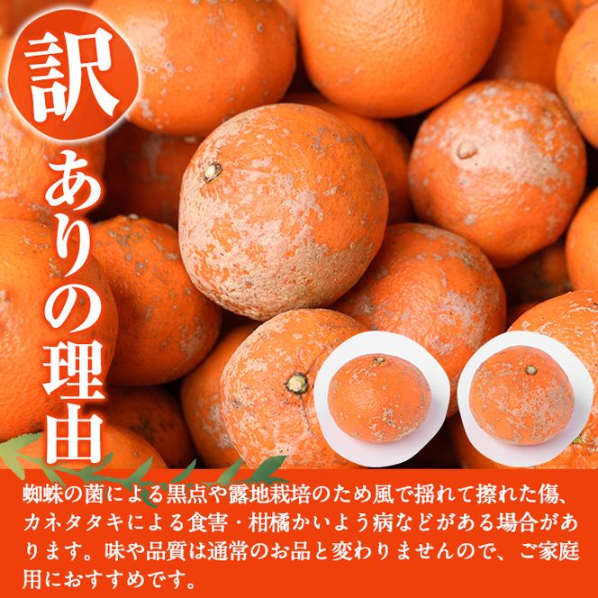 ＜先行予約受付中！2026年12月以降順次発送予定＞＜数量限定・訳あり＞みはや(約5kg) 国産 鹿児島県 阿久根市 果実 果物 フルーツ 柑橘 みかん ミカン デザート 酸味 甘味 期間限定 数量限定【桐野柑橘株式会社】akn070-01