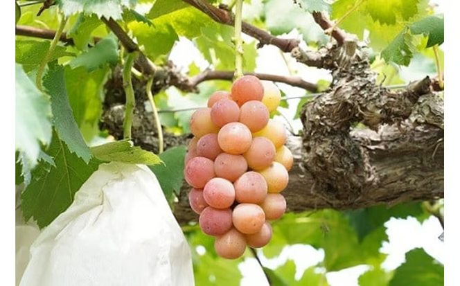 【2026年先行予約】 厳選 岡山県産 悟紅玉 1.0㎏以上 2房 旧ゴルビー / 産地直送 朝採れ ぶどう 葡萄 先行予約 くだもの フルーツ 真庭市 【kgftmt006-02】