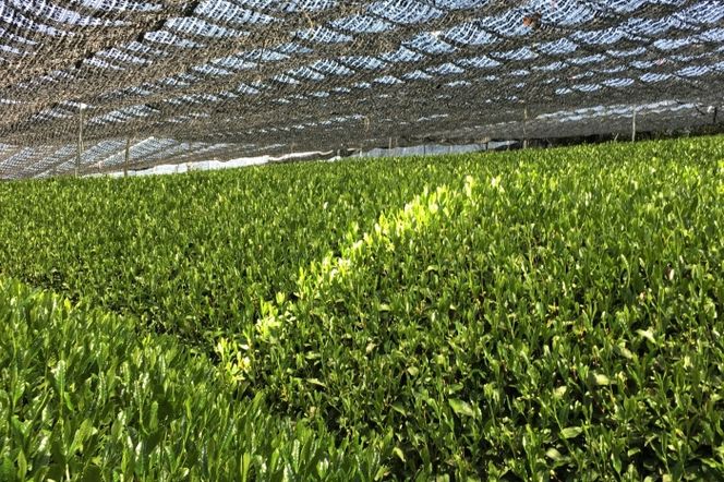 宇治・有機抹茶プレミアム 30g缶入×2缶〈 宇治抹茶 抹茶 有機 オーガニック無農薬 緑茶 お茶 飲料 宇治 石臼挽き 碾茶 加工食品 〉