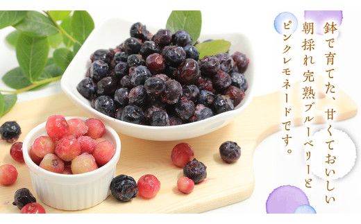 ≪先行予約≫【 数量限定 】 朝採れ 完熟 ブルーベリー 700g と ピンクレモネード 350g の 詰合せ セット 食べ比べ (1パックあたり 350g ) 【 2026年 6月上旬頃より発送開始 】 数量限定 冷蔵 ベリー 甘い 甘酸っぱい 完熟 新鮮 フルーツ 果物 くだもの 贈り物 贈答 ギフト 国産 茨城 農園 産地直送 [AL003us]