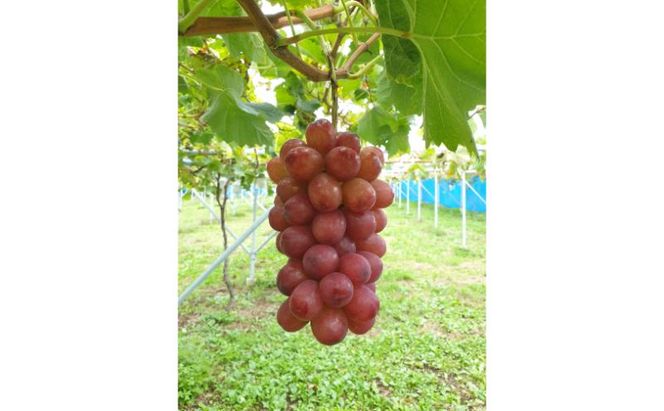 ぶどう 訳あり 家庭用 クイーンルージュ 約2kg (4～6房) フルーツ 秋 2026年 10月発送