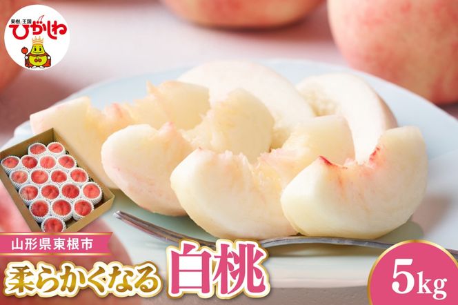 【令和8年産先行受付】 東根市産白桃　秀品 柔らかくなる桃 約5kg ベジフルひがしね 山形県 東根市 hi104-006