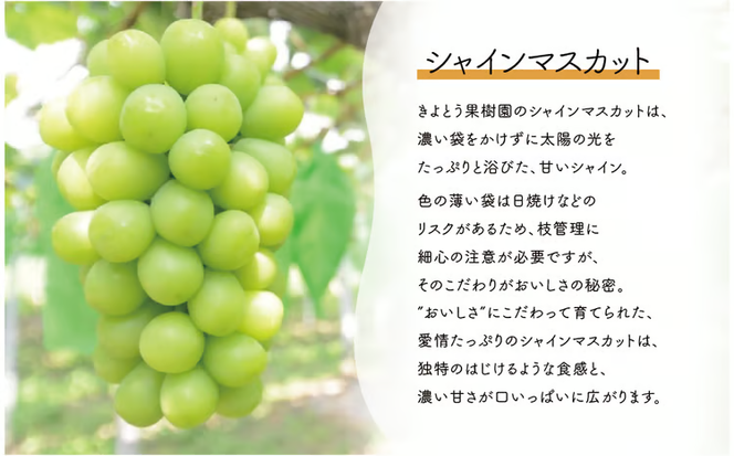 【2026年先行予約】シャインマスカット＆ニューピオーネ 3-5房/計2.0kg~ (岡山県産) ぶどう セット 食べ比べ 【KF-B070-03】