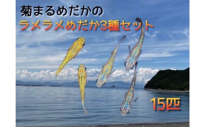 菊まるめだかの【ラメラメめだか３種セット】計15匹 生き物 生体 魚 観賞魚 アクアリウム サファイア サボテン サボラメ スズラン スーパーラメ 改 天界 若魚 