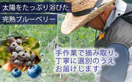 【先行受付予約】知多半島 生ブルーベリー 400g（100g×4パック） 完熟 果物 フルーツ 旬 農園直送 青果物 国産 健康 美容 愛知県 美浜町 ブルーベリーの里みはま 産地直送 ※2026年6月上旬～8月中旬に順次発送予定 送料無料 数量限定 期間限定 ※北海道・沖縄・離島への配送不可