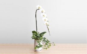 トップフローリスト厳選の胡蝶蘭 1本立ち 142069_BN015