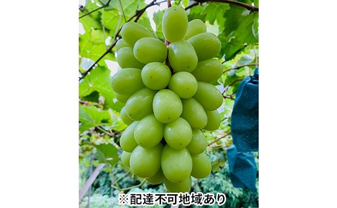 ぶどう 2026年 先行予約 シャイン マスカット 2房 合計1.4kg以上 ブドウ 葡萄  岡山県産 国産 フルーツ 果物 ギフト 河本農園 果物類 シャインマスカット