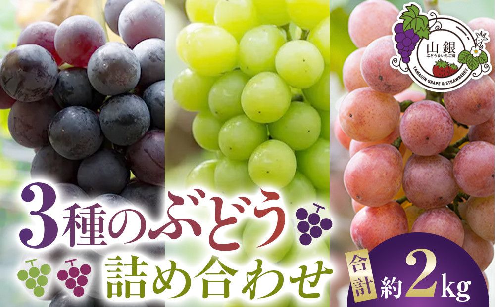 お届けは2026年8月から!★3種のぶどう詰め合わせ 232238_A017-PR