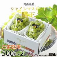 【2026年8月下旬より発送】ご家庭用 岡山県産 シャインマスカット 晴王 500g×2房 ぶどう 葡萄 ブドウ フルーツ 果物