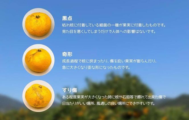 訳あり 極早生 箱込 5kg (内容量約 4.4kg) サイズミックス 有田みかん 和歌山県産 【みかんの会】［2026年10月上旬頃より順次発送予定］ 	AX186