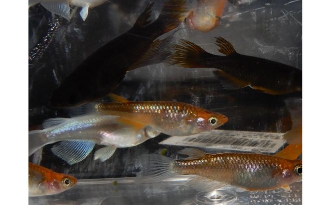 讃岐のめだかの特選めだか ミックスヒレ長めだか5ペア 372013_EX023