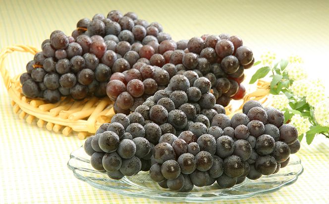 青森県鶴田町産 津軽ぶどう村 完熟スチューベン原液 720ml × 3本 ＆ 特秀 スチューベン ぶどう 約2kg セット 果物 ぶどう フルーツ 果汁飲料 ぶどうジュース　高糖度 ギフト 贈答用