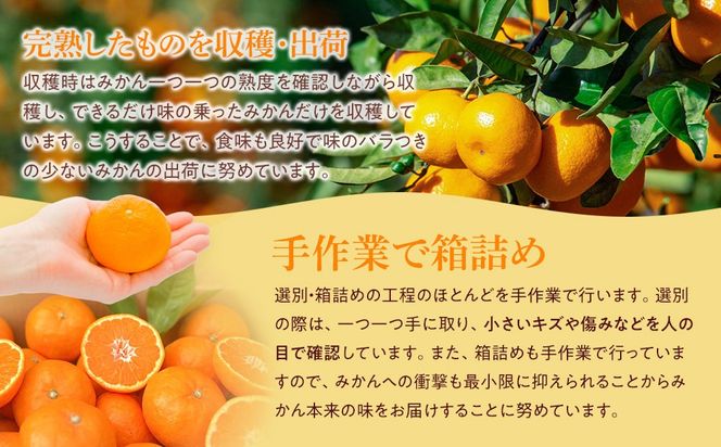 【年内発送指定】 完熟 アルギット みかん 3kg S ～ M サイズ 【発送期間：2026年12月21日～12月30日】 先行予約 みかん 有田みかん 甘い おいしい ジューシー 皮 薄い 完熟 期間限定 フルーツ 果物 DT003-02