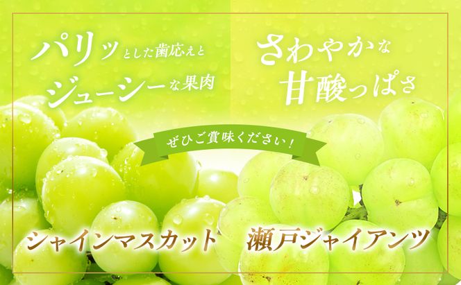 ぶどう 2026年 先行予約 シャイン マスカット 1房 瀬戸ジャイアンツ 1房 各約700g 詰合せ 贈答箱 ブドウ 葡萄 フルーツ 果物 岡山 赤磐市産 農マル園芸 あかいわ農園 種なし 皮ごと 甘い 