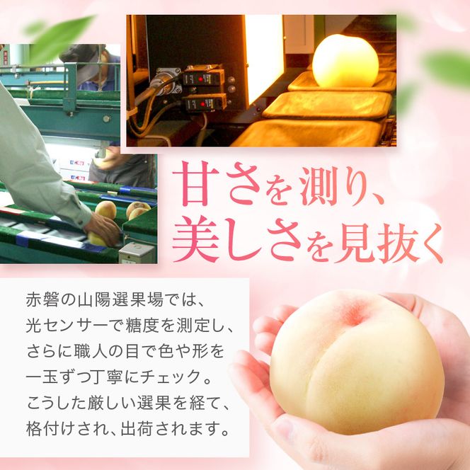 桃 2026年 先行予約 赤磐の 白桃 約1.5kg 5～7玉 JA晴れの国 糖度センサー選果 もも モモ 岡山県 赤磐市産 国産 フルーツ 果物 ギフト デザート 果肉 