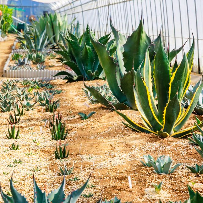 アガベ　パリー・トランカータ 6号鉢 鹿嶋市産 実生（KCP-29-b）
