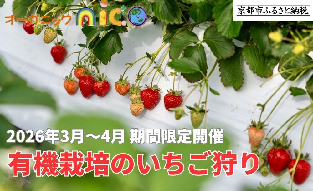 [オーガニックnico]有機栽培のいちご狩り1名分(2026年3月〜4月開催)|京都 大原野 いちご 食べ放題 人気 おすすめ [ 有機いちご 40分いちご狩り+お土産付き 幼児は無料 人気 おすすめ 果物 フルーツ フルーツ狩り ふるさと納税 ] 261009