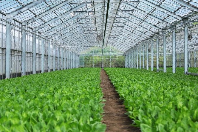 AI331 定期便 12回 小松菜 10束 [ 野菜 こまつな やさい 冷蔵 葉物野菜 田中農園 長崎県 島原市 ]