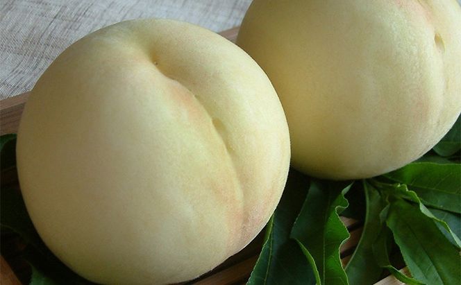 桃 2026年 先行予約 定期便 岡山名物 白桃 食べ比べ ！ 清水白桃 と 白麗 各約3.0kg 10～12玉 あかいわファーマーズガーデン 果物