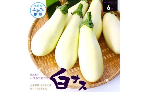 KYN003　先行予約 白ナス6本 - なす 茄子 1本180g以上 野菜 新鮮 美味しい グラタン シチュー ラタトゥイユ 洋食 和食 料理 お取り寄せ ふるさとのうぜい 故郷納税 6000円 返礼品 高知県 高知
