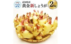 【CF-R7hbk】SNS003　高知県産ハウス黄金新しょうが2kg - しょうが ショウガ 生姜 坂田信夫商店 新生姜 新鮮  黄金しょうが 高知 国産 生姜焼き しょうが湯 ふるさとのうぜい 故郷納税 10000円 返礼品 高知県産