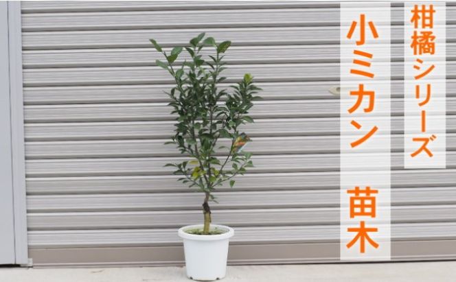 柑橘苗 小みかん 苗木（実なし） 植物 庭 園芸 ガーデニング 小ぶり 酸味 少ない 爽やか 香り 直径5cm 紀州みかん 