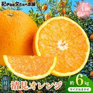 【2027年先行予約】清見オレンジ 約6kg 湯浅町田村産 春みかん （果実サイズおまかせ）/ 紀伊国屋文左衛門本舗_V7307
