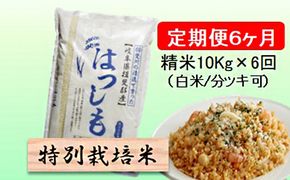 定期便 6カ月【 令和8年産 】毎月  精米 10kg（ 白米 /7分/ 5分 ツキ可）【 ハツシモ 】玄米は別に出品