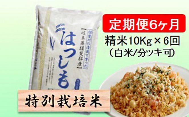 定期便 6カ月【 令和8年産 】毎月  精米 10kg（ 白米 /7分/ 5分 ツキ可）【 ハツシモ 】玄米は別に出品