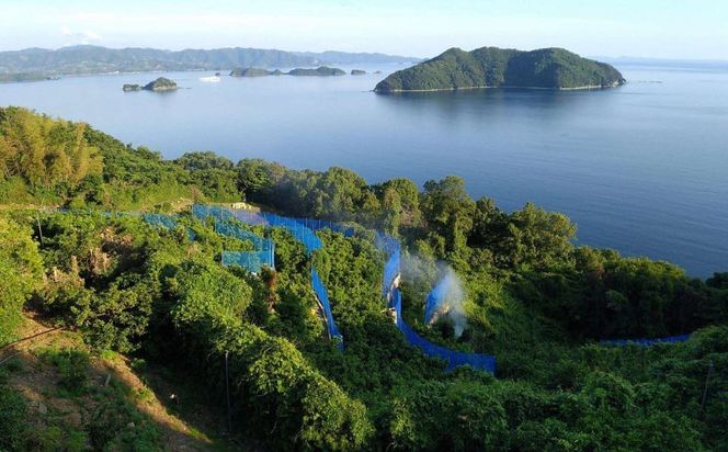 【先行予約】【数量限定】＼農園直送／愛媛県産せとか3kg×1箱（2026年2月下旬より順次発送） IKTV007