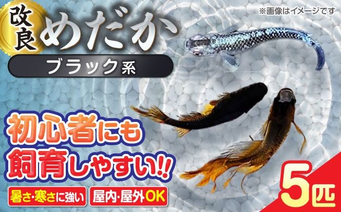 メダカ5匹（ブラック系） 【株式会社プロスパージャパン】 改良