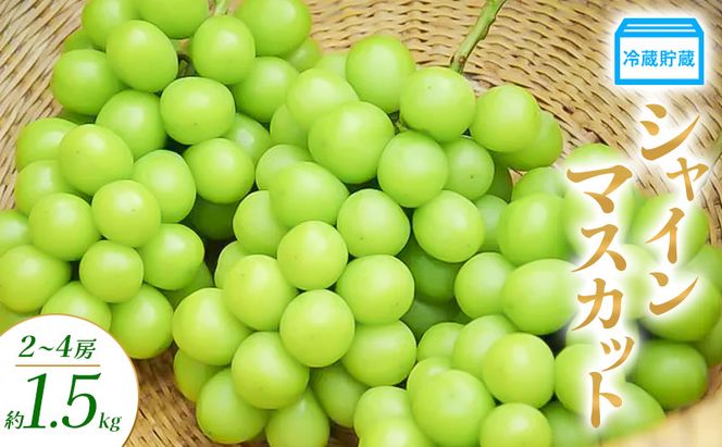 冷蔵貯蔵 シャインマスカット 2～4房 約1.5kg ぶどう ブドウ 葡萄 マスカット 果物 フルーツ 長野県 長野 山ノ内町