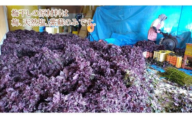 昔ながらの梅干し 一級品（福井県若狭町）伝統製法にこだわり仕上げた無添加・無着色の梅干し／ケース入り1.5kg ご飯のお供 肉厚 種が小さい 紅映 天然塩 鮮やか 芳醇な香り コク 紫蘇漬け 二度漬け すっぱい 