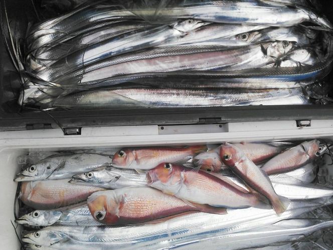 【乗船券】遊漁船・幸導丸で釣り体験！乗船チケット 相乗り/漁船チケット 港 船 魚/富山県射水市