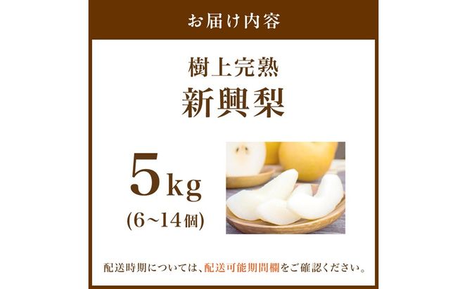 【先行予約】樹上完熟 新興梨 5kg（6～14個）（2026年10月下旬～発送）果物 フルーツ 梨 5kg 先行予約 完熟 京都 ふるさと納税 新興梨　BF00015