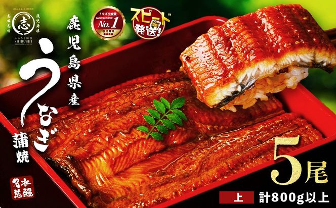 【志布志市制20周年記念】【10営業日以内に発送】鹿児島県産うなぎ蒲焼 名水慈鰻 5尾＜計800g以上＞  b8-043