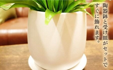 ライムグリーンの葉が美しい！『 アスプレニウム 』 糸島市 / cocoha 観葉植物 [AWB027] 観葉植物 グリーン 緑 インテリア 雑貨 暮らし 植物 室内 おしゃれ ギフト