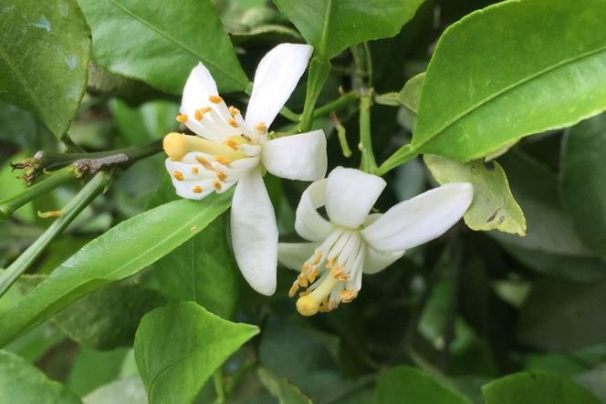 【先行予約】【数量限定】田縁農園の不知火（しらぬい）3kg ※離島への配送不可 （2026年2月10日より順次発送） IKTA018