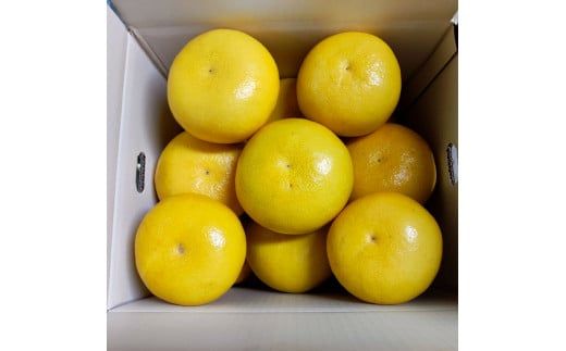 土佐文旦 家庭用 約10キロ（2L～4Lサイズ：16～21玉) 大玉 先行予約 数量限定 文旦 ぶんたん ブンタン 土佐文旦 柑橘 フルーツ 果物 