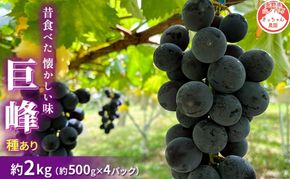 【2026年9月～発送】種あり巨峰 約2kg 安心安全 こだわりの栽培方法 除草剤不使用 栽培期間中 ネオニコチノイド系農薬不使用 化学合成肥料不使用 