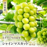 ぶどう シャインマスカット 2kg  3房～4房 1房 約500g～600g 葡萄 フルーツ 岡山 高梁市産 赤迫農園 2026年 先行予約